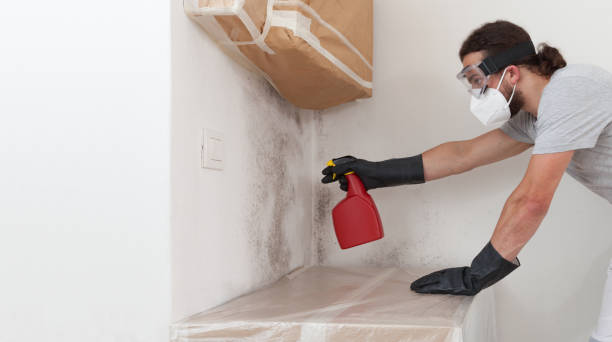 Professional Basement Mold Removal technician working in Oakdale, MN